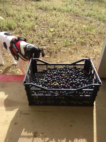 Terreno en Arroyo del Boso s/n