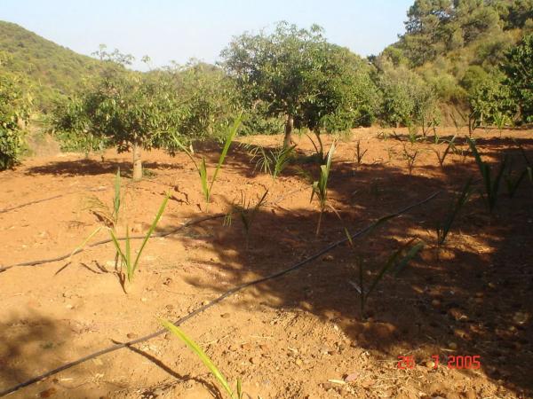 Terreno en Altos de Estepona