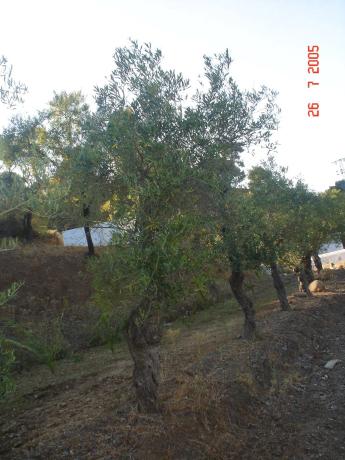 Terreno en Altos de Estepona