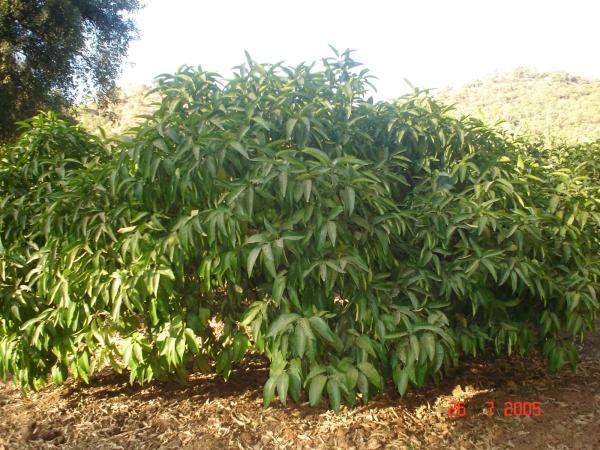 Terreno en Altos de Estepona