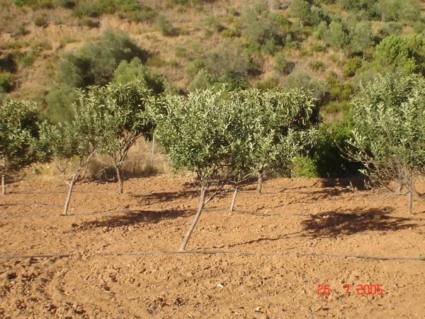 Terreno en Altos de Estepona