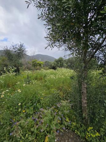 Terreno en Cártama pueblo