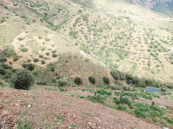 Terreno en Canillas de Aceituno