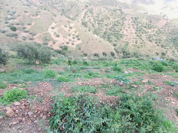 Terreno en Canillas de Aceituno