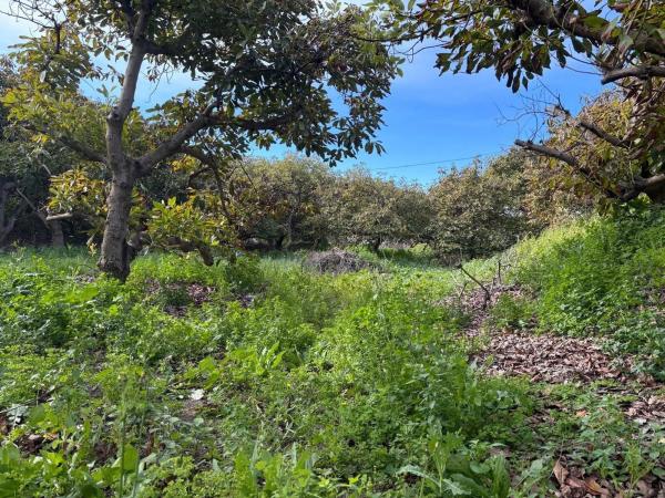 Terreno en Alhaurín Golf