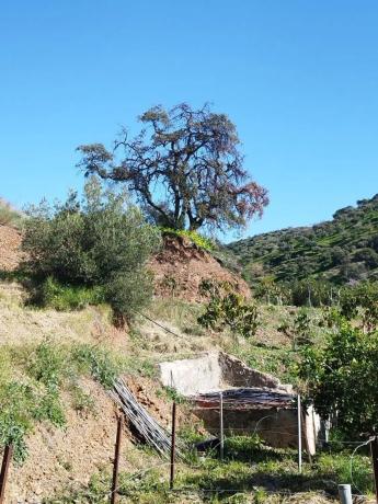 Terreno en calle Arroyo Totalán