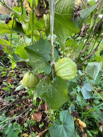 Terreno en Agricultural Land, 4915204 r