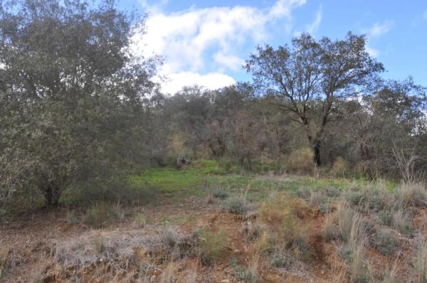 Terreno en Las Lomas - Las Torres - Terrazas de Alhaurín