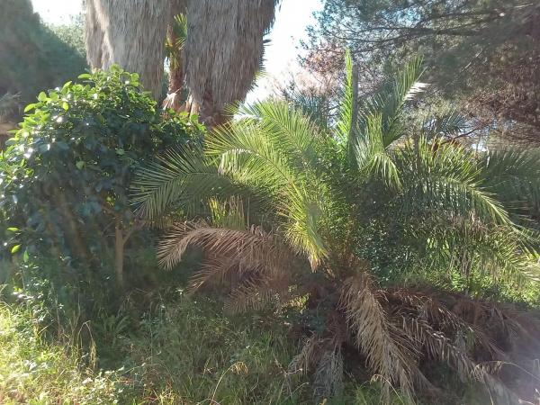 Terreno en Urbanización Hacienda las Chapas