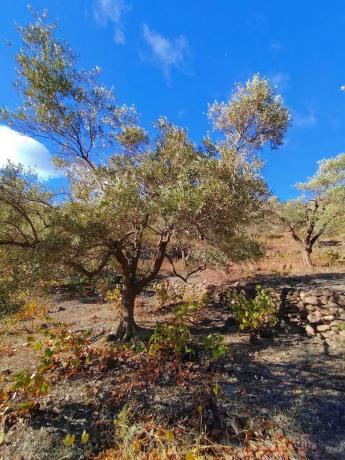 Terreno en cuesta de las Viñas
