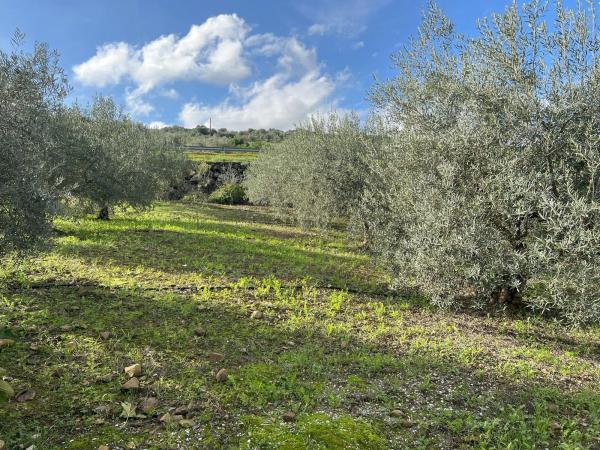 Terreno en diseminado, 137