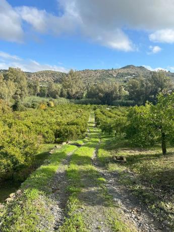 Terreno en diseminado, 137