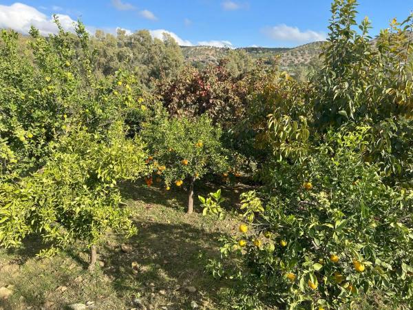 Terreno en diseminado, 137