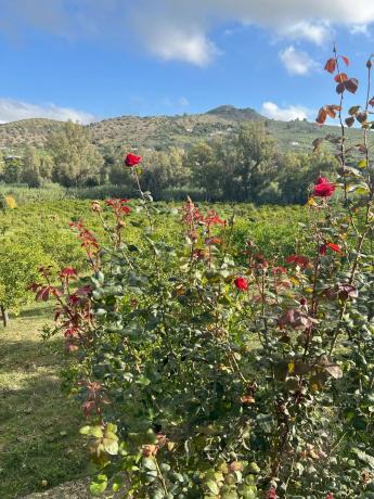 Terreno en diseminado, 137