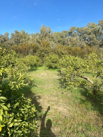 Terreno en diseminado, 137