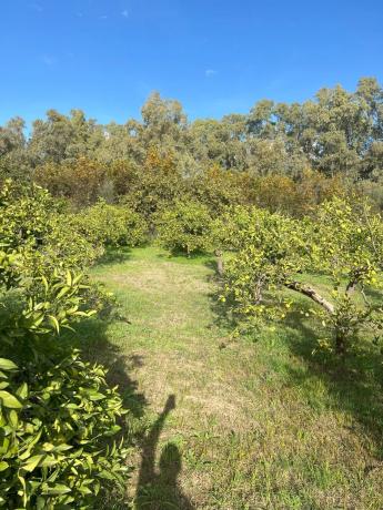 Terreno en diseminado, 137