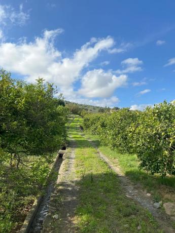 Terreno en diseminado, 137