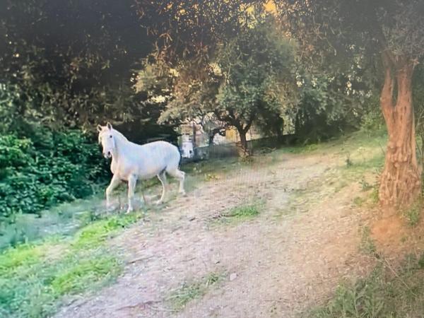Terreno en Ardelejos - Cuesta de la Palma - Buenavista
