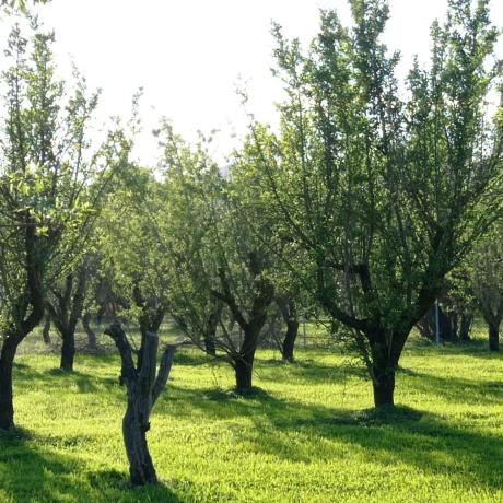 Terreno en Partida Aulagar, 2