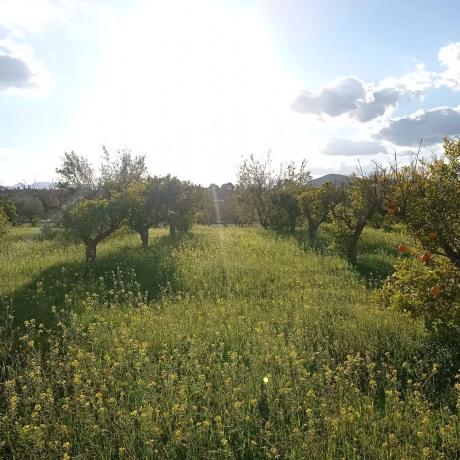 Terreno en Partida Aulagar, 2