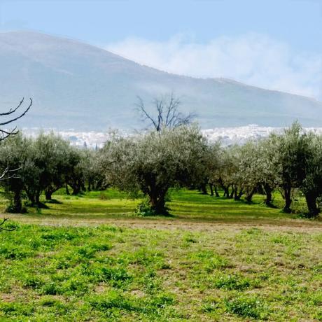 Terreno en Partida Aulagar, 2