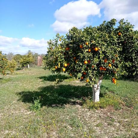 Terreno en Partida Aulagar, 2