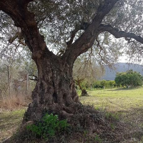 Terreno en Partida Aulagar, 2