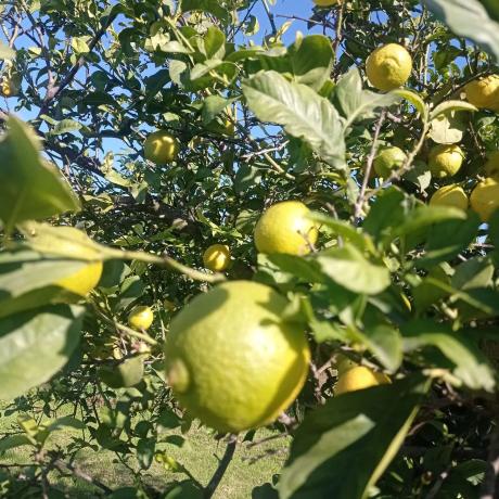 Terreno en Partida Aulagar, 2