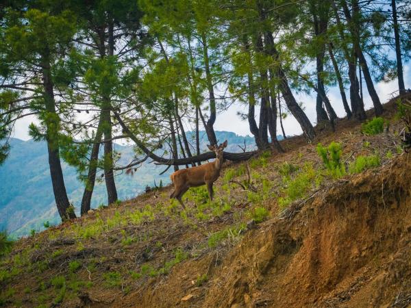 Terreno en La Zagaleta