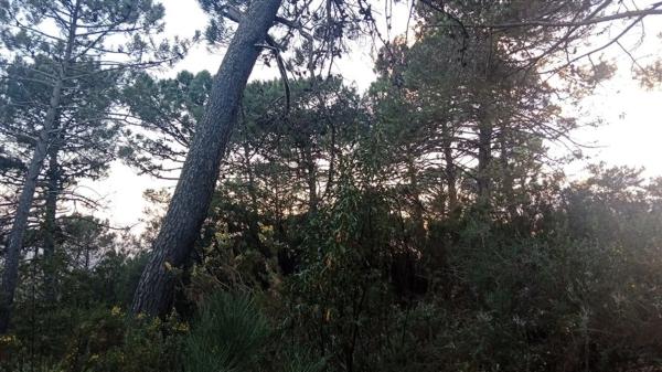 Terreno en calle Jacobo Real, 18