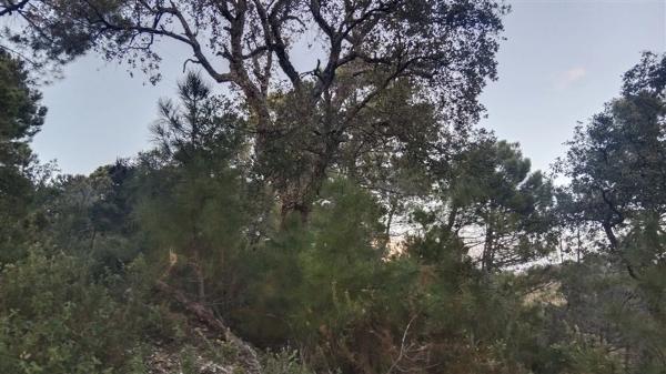 Terreno en calle Jacobo Real, 18