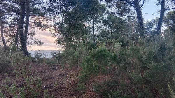 Terreno en calle Jacobo Real, 18