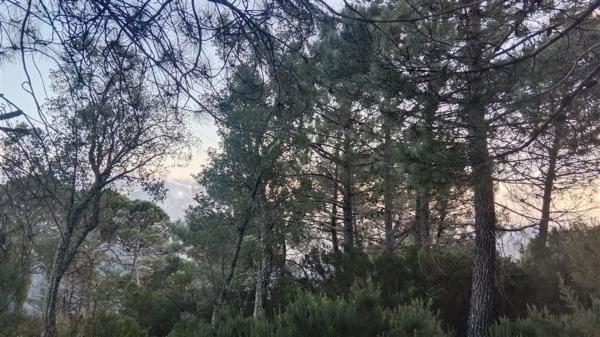 Terreno en calle Jacobo Real, 18