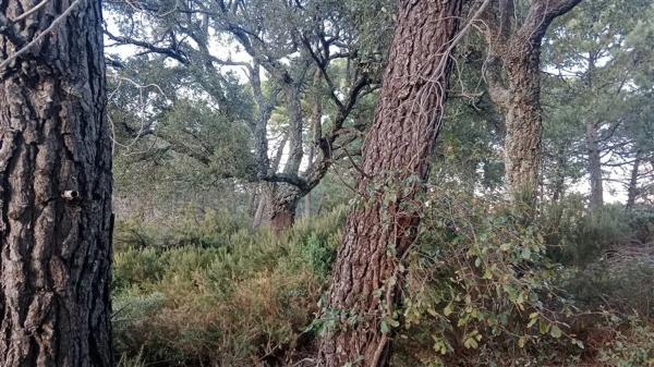 Terreno en calle Jacobo Real, 18