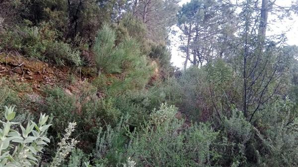 Terreno en calle Jacobo Real, 18