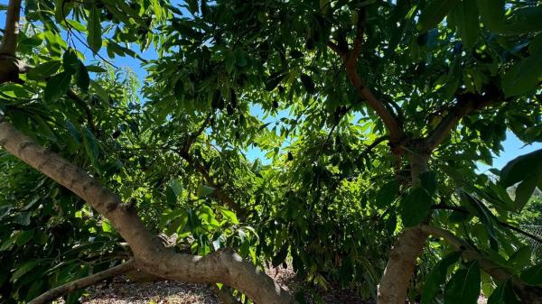 Terreno en camino Los Mártínez