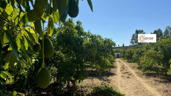 Terreno en camino Los Mártínez
