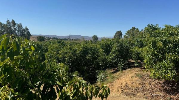 Terreno en camino Los Mártínez