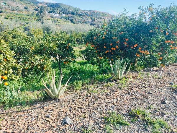 Terreno en El Sexmo, 7 Loslobospoligono