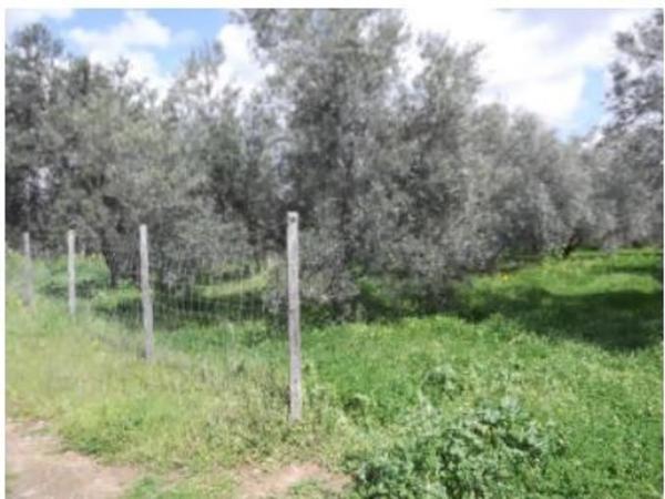 Terreno en Casco Histórico