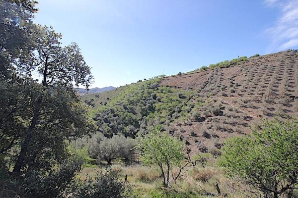 Terreno en camino de Rubite a Sedella, 5