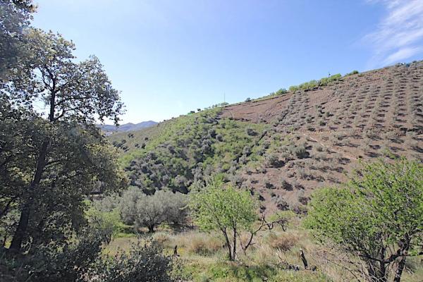 Terreno en camino de Rubite a Sedella, 5