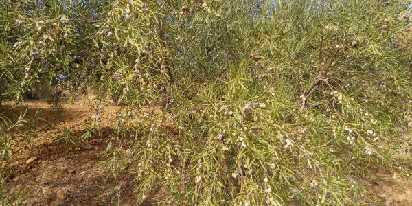 Terreno en Frailes, 28 poligonoparcela