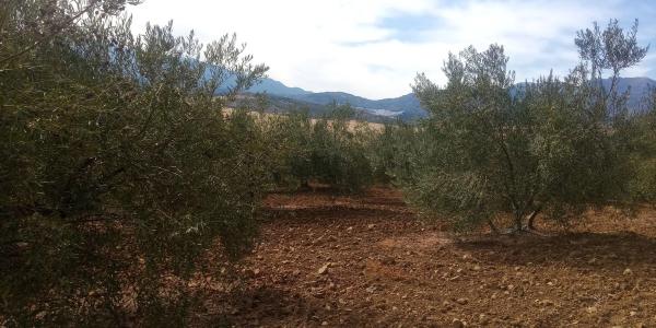 Terreno en Frailes, 28 poligonoparcela