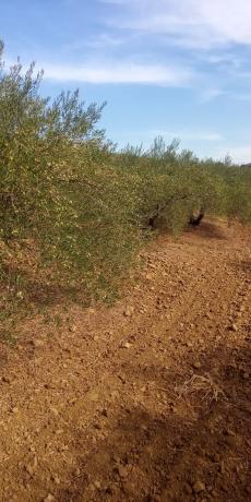 Terreno en Frailes, 28 poligonoparcela