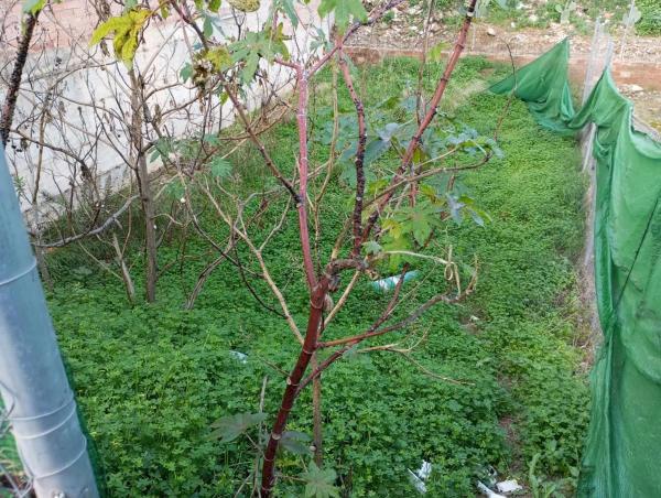 Terreno en calle Fuerteventura
