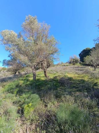 Terreno en carretera Almachar, km 3