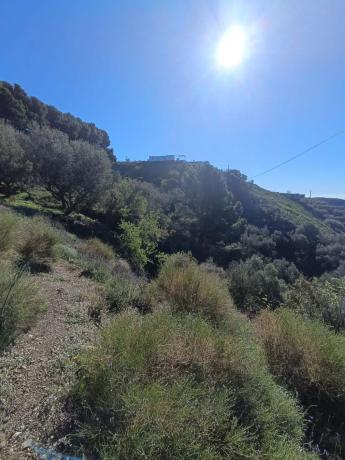 Terreno en carretera Almachar, km 3