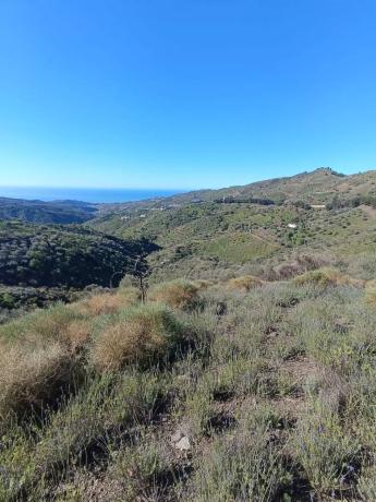 Terreno en carretera Almachar, km 3