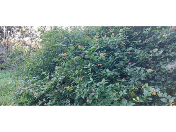 Terreno en camino Alberdina